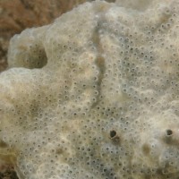 Colonial Sea Squirt sp